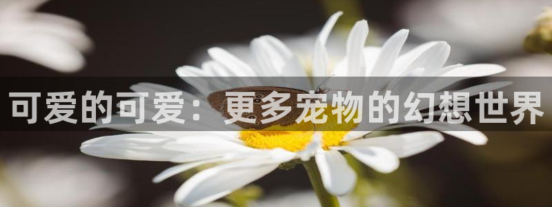 动漫岛动漫网官方入口：可爱的可爱：更多宠物的幻想世界